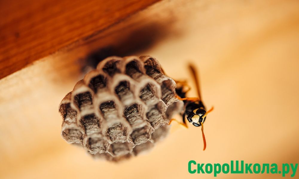 как осы строят гнездо
