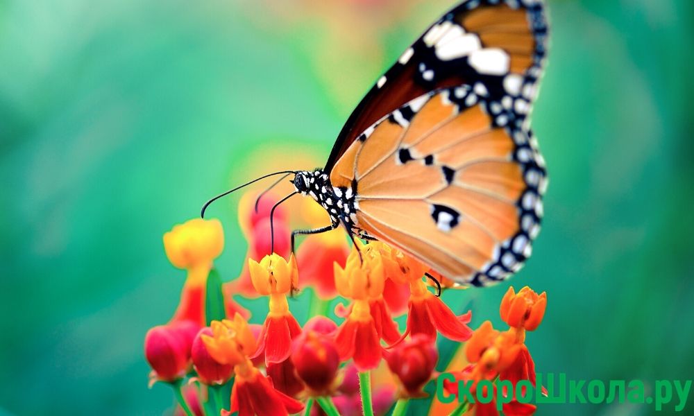 про бабочек для детей