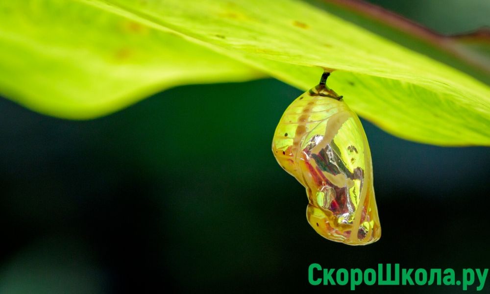 про жизненный цикл бабочек для детей