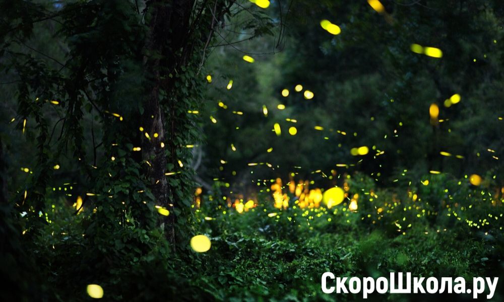 светлячок насекомое фото
