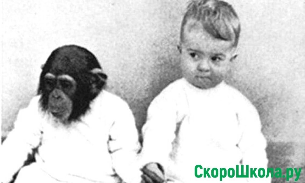 теория дарвина о происхождении человека от обезьян