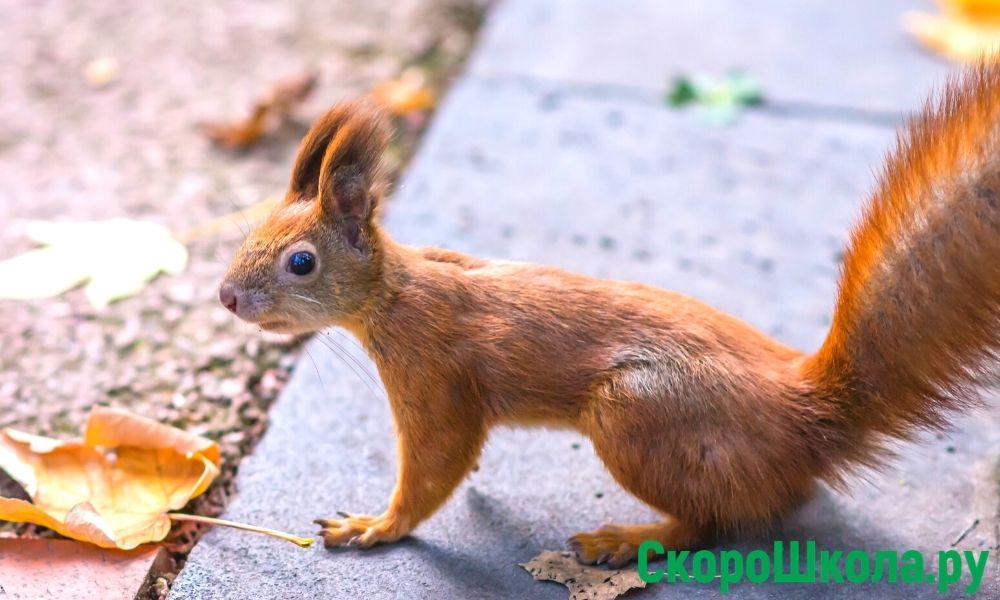 беседа с детьми на тему осенью